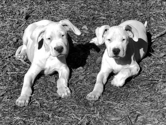 Two Dogo Argentino Puppies