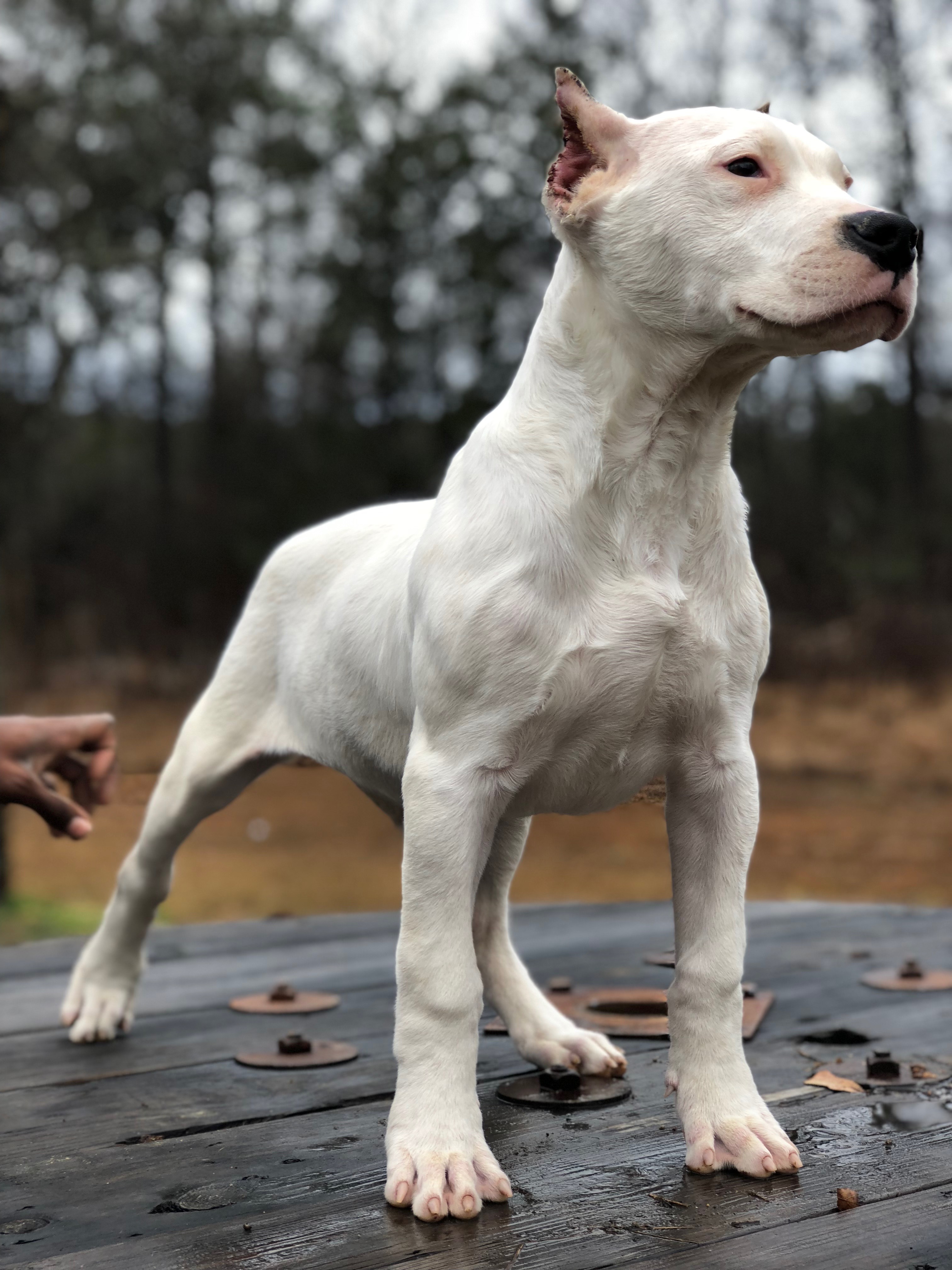 Dogo Argentino Puppies For Sale - World Class Dogo Argentino