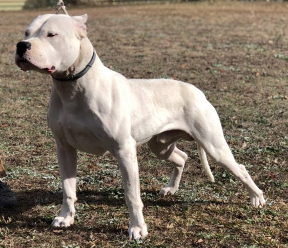 Dogo Argentino Puppies For Sale - World 
