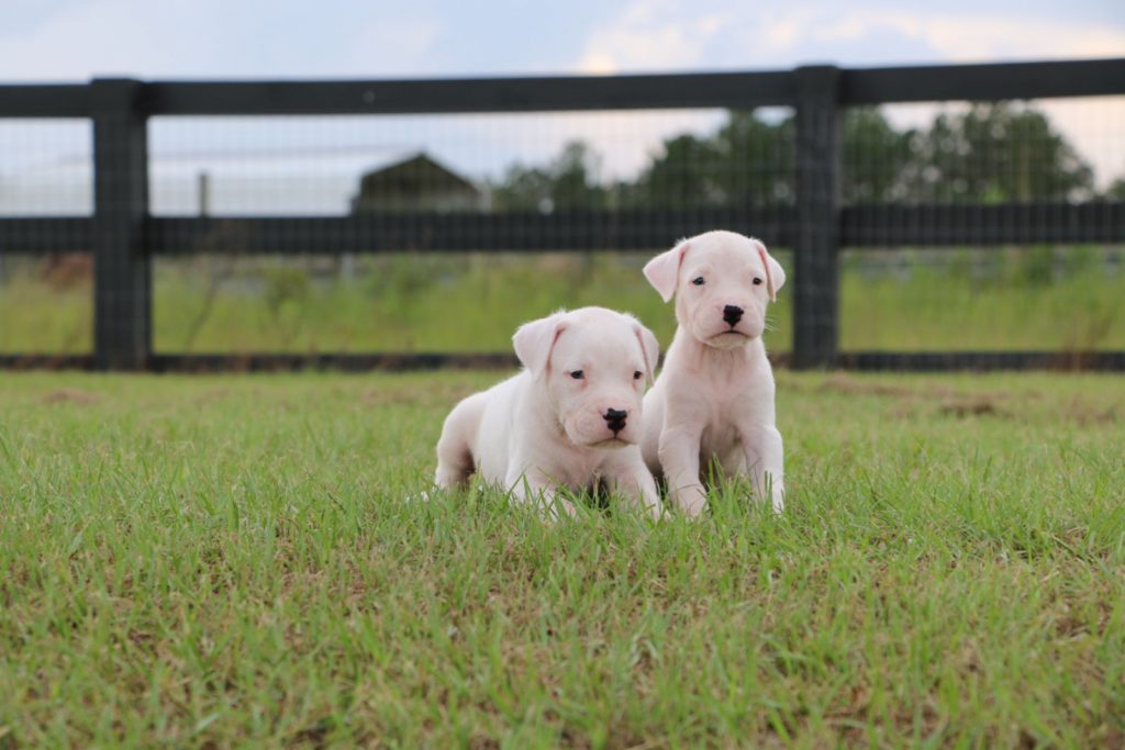 Two white puppies sitting in grass