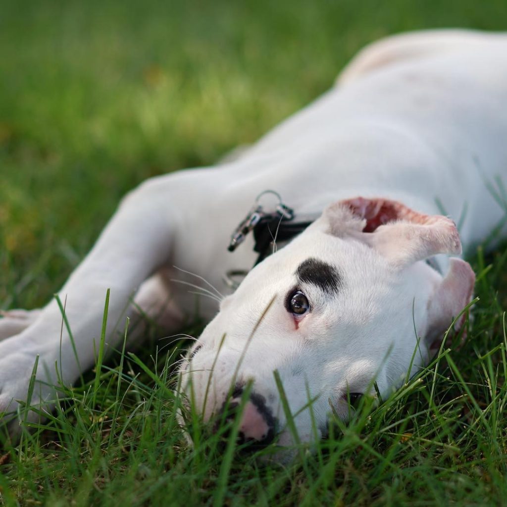 Puppy lying in the grass