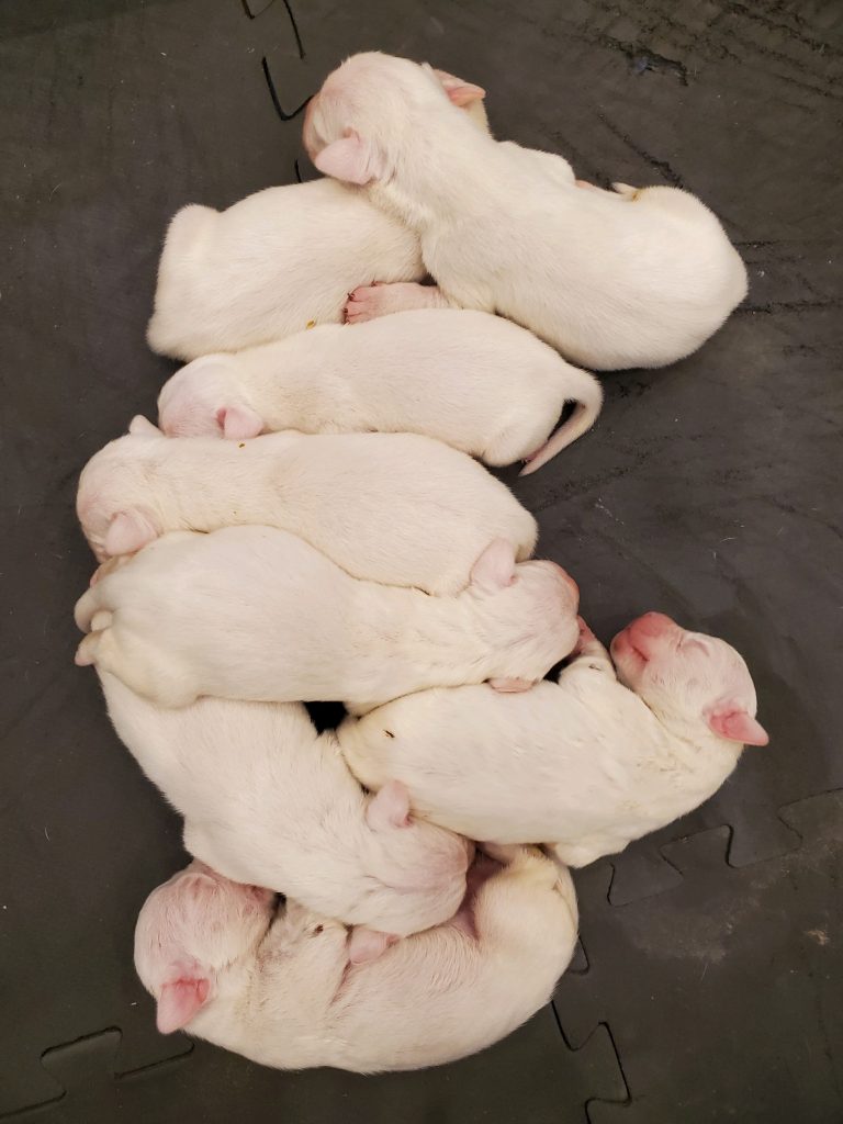 White puppies lying together