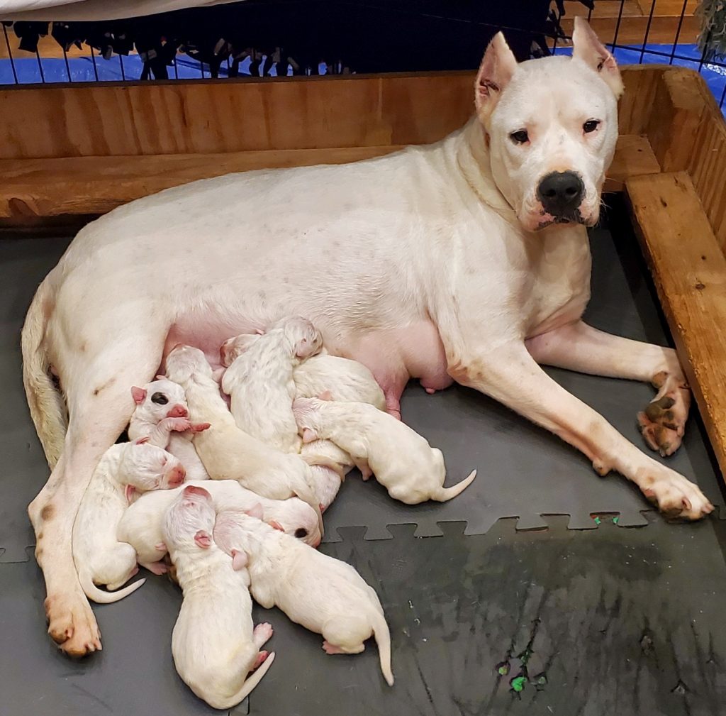 Mother dog lying with her puppies