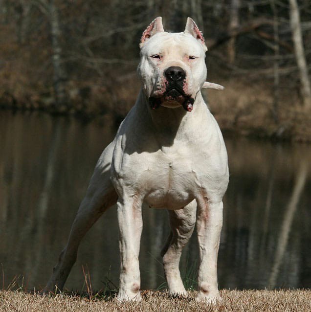 Big white dog standing