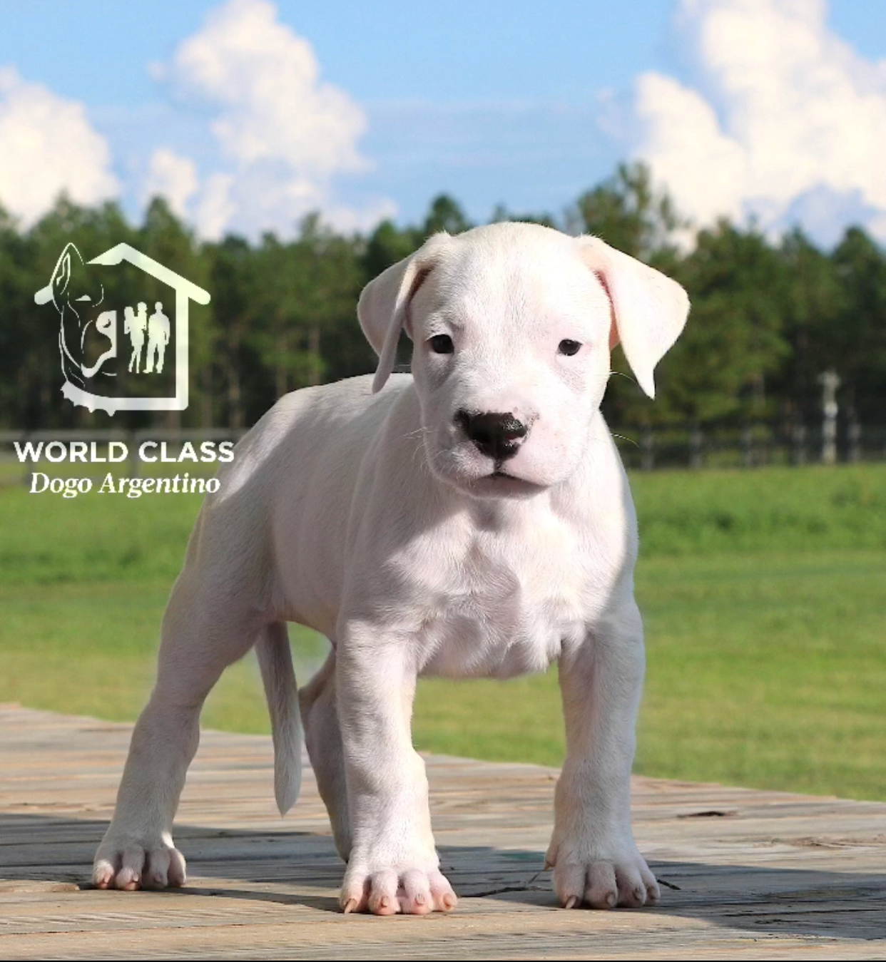 World-Class-Dogos