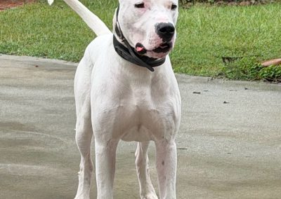 World Class Dogo Argentino white dog standing facing the camera on a driveway