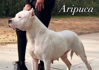 World Class Dogo Argentino white dog standing in profile outdoors with a handler, shown with Aripuca text in the image