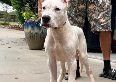 World Class Dogo Argentino white puppy standing on a driveway with a handler behind it