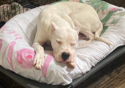 World Class Dogo Argentino white dog sleeping curled up on a floral dog bed indoors
