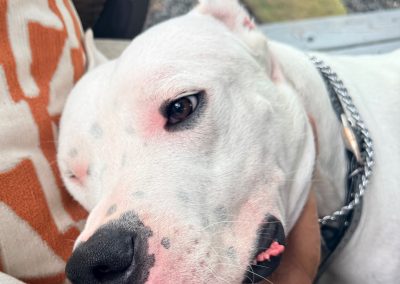 Close-up of a World Class Dogo Argentino white dog resting its head on a person's arm outdoors