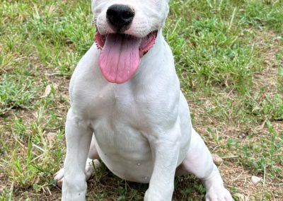 World Class Dogo Argentino white puppy sitting on grass, mouth open, facing the camera