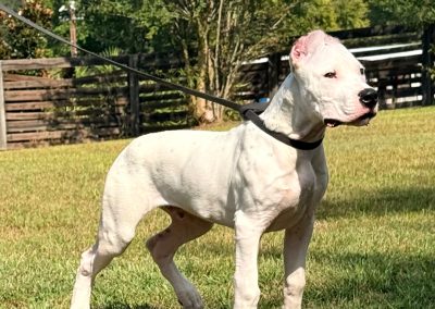 World Class Dogo Argentino white dog standing in profile in a fenced grass yard on a leash