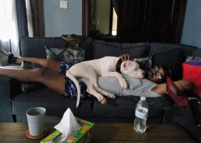 World Class Dogo Argentino white dog lying on a person on a couch indoors