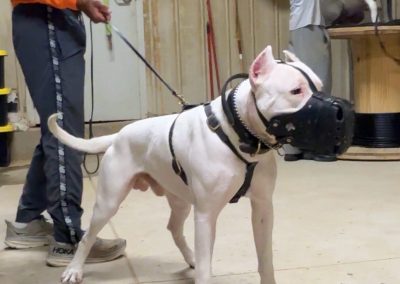 World Class Dogo Argentino white dog wearing a muzzle and harness indoors on a leash with a handler